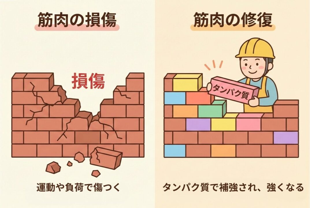 筋肉の損傷がタンパク質によって修復される仕組みの図解