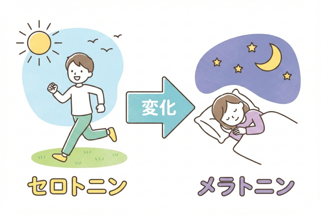 運動によってセロトニンが分泌され夜にメラトニンに変わる快眠の仕組み図解