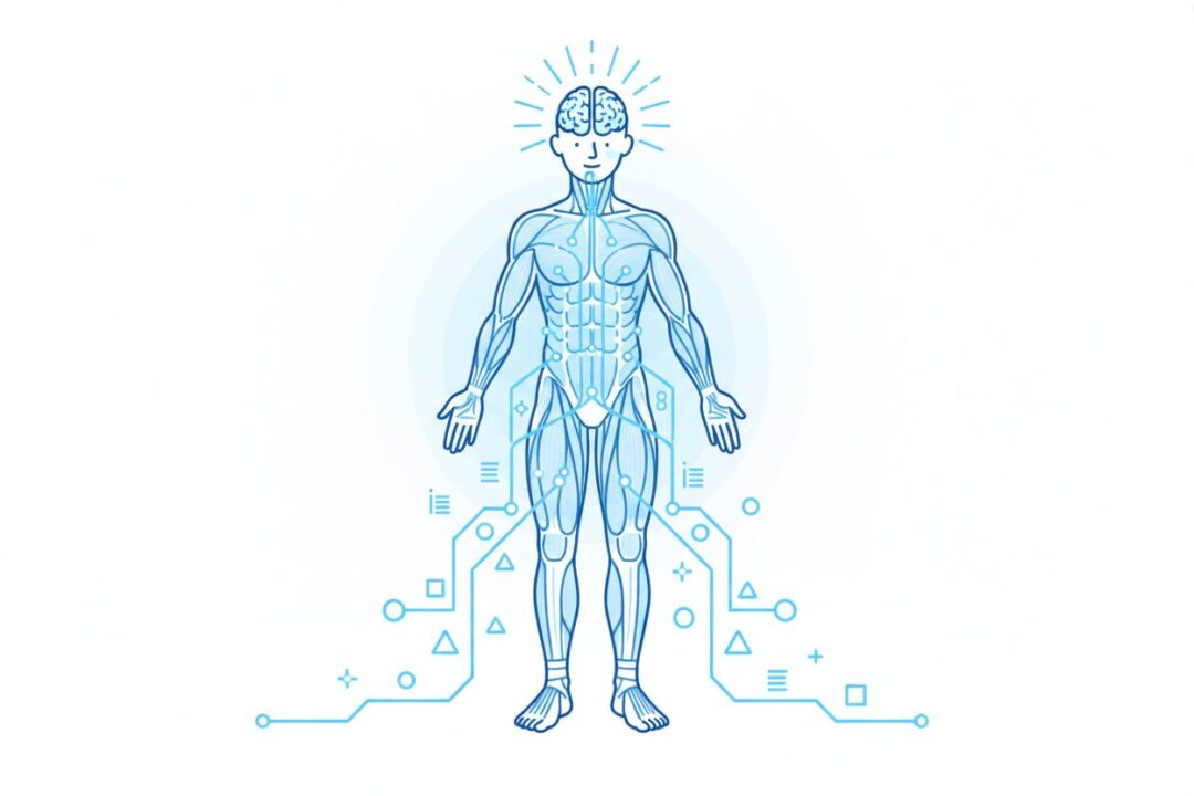 脳と筋肉がデータをやり取りしているイメージ図