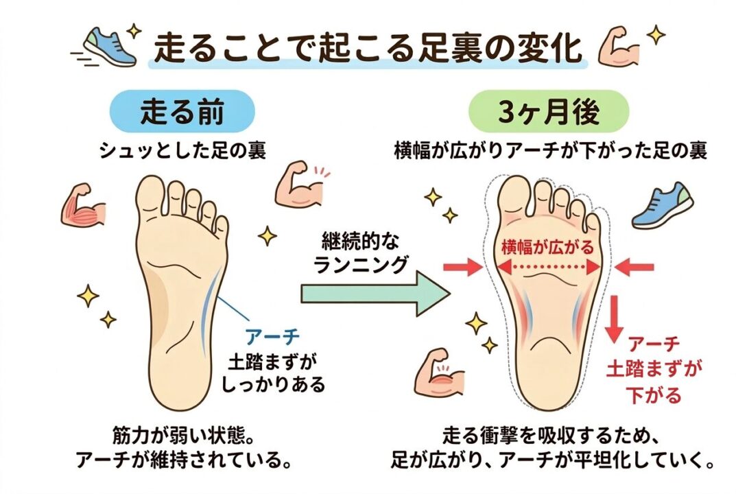 走る前と後の足裏の変化、土踏まずが広がる図解